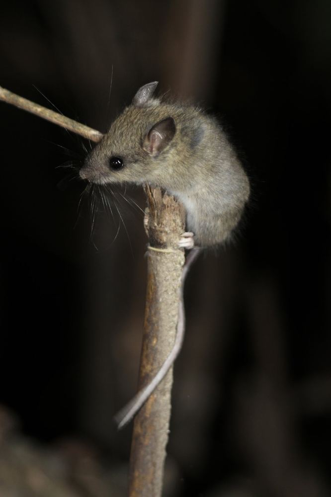 Chinese Birch Mouse