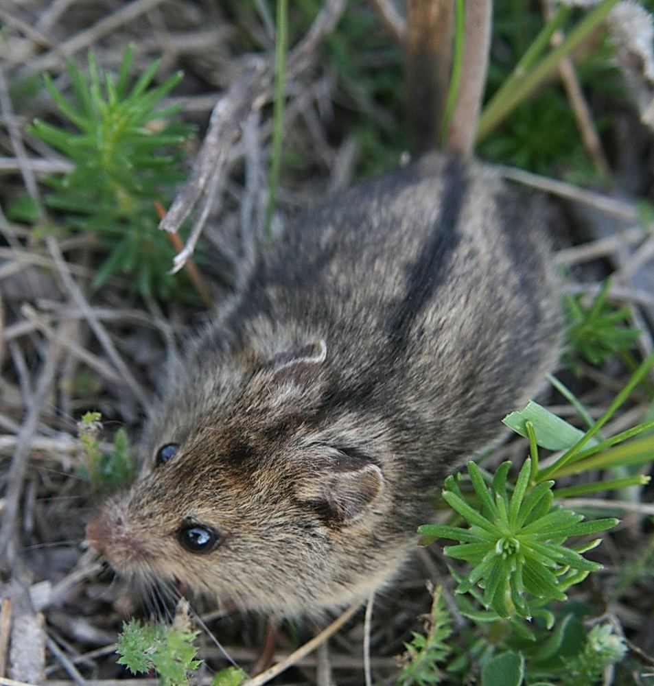 Southern Birch Mouse