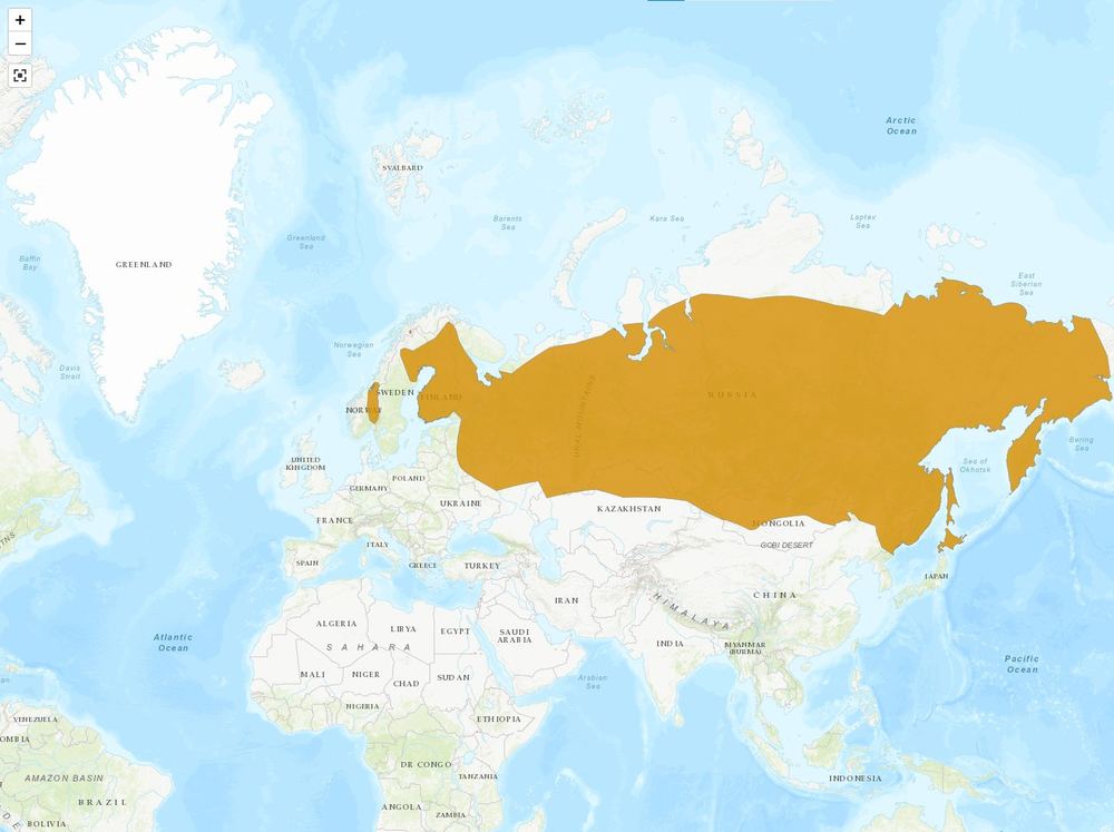 Eurasian Least Shrew