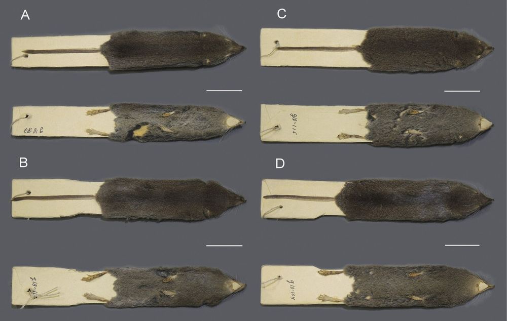 Gansu Striped Shrew