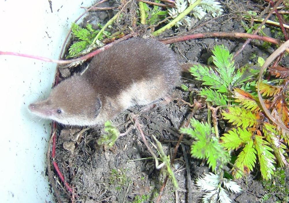 Tundra Shrew