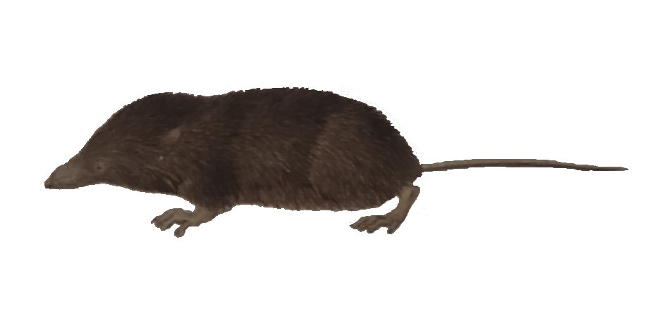 Himalayan Large-clawed Shrew