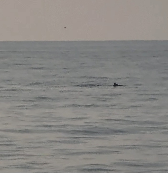 Indo-Pacific Humpback Dolphin