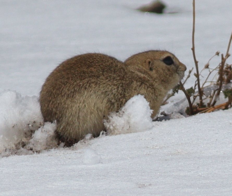 Alashan Ground Squirrel