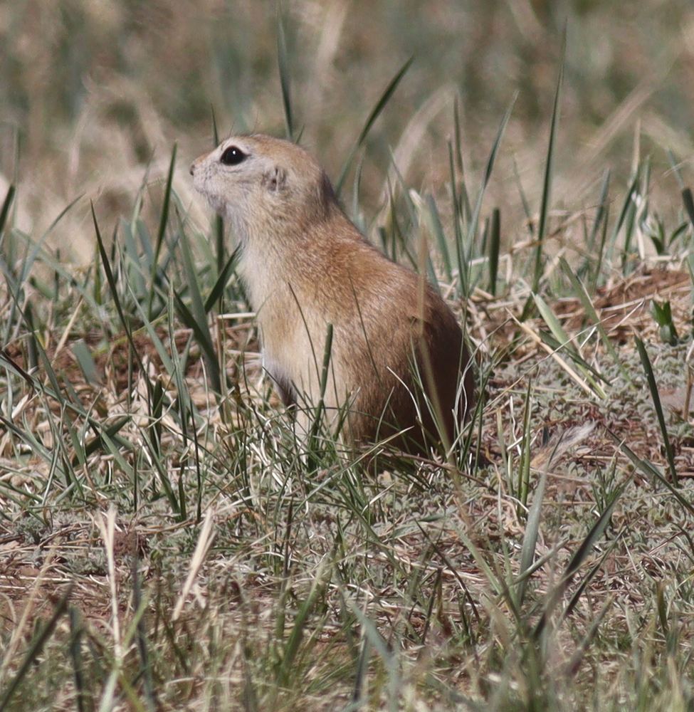 Daurian Ground Squirrel