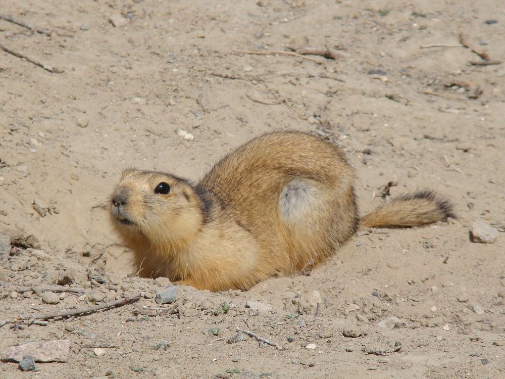 Yellow Ground Squirrel