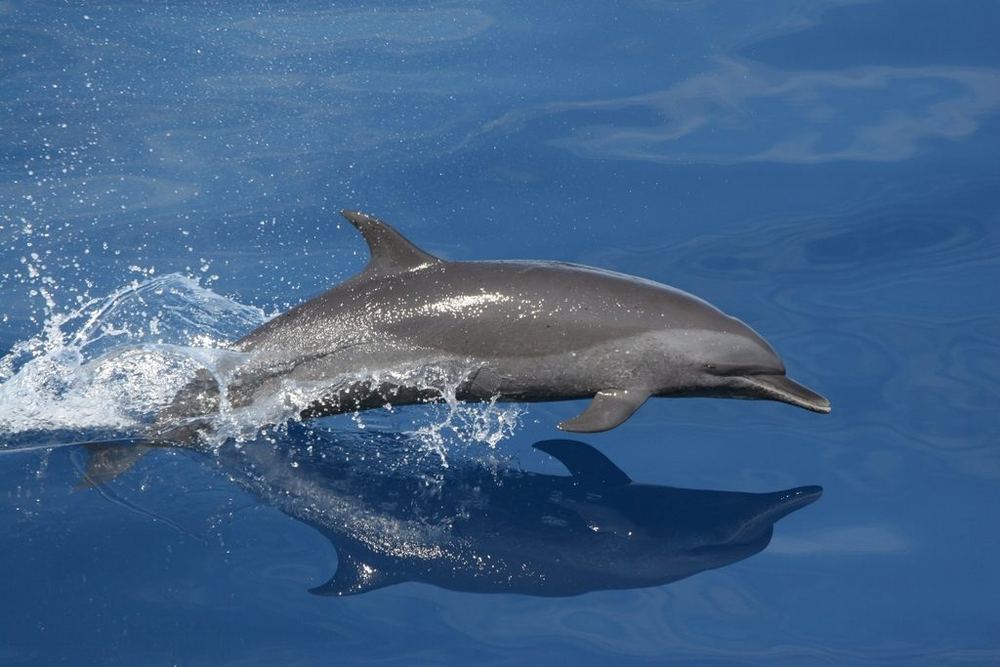 Pantropical Spotted Dolphin