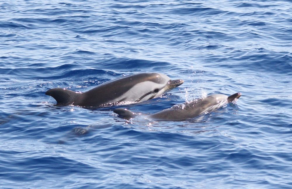 Striped Dolphin