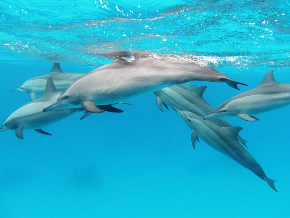 Spinner Dolphin