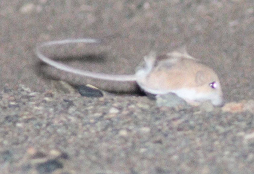 Mongolian Three-toed Jerboa