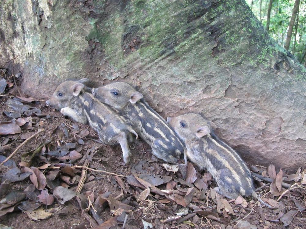 Wild Boar