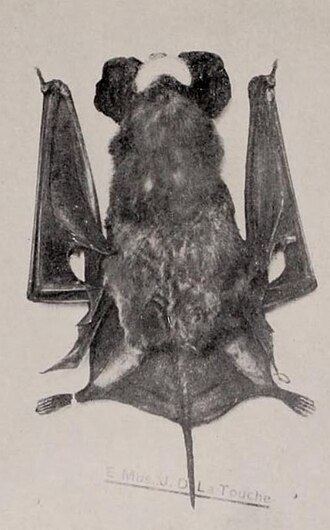 La Touche's Free-tailed Bat