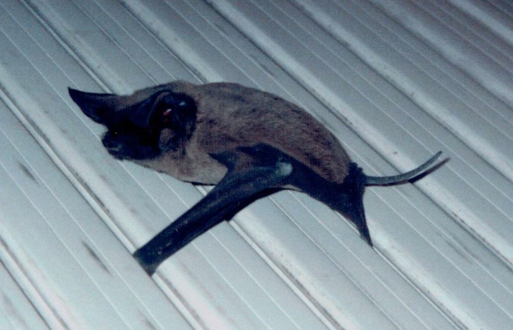 European Free-tailed Bat
