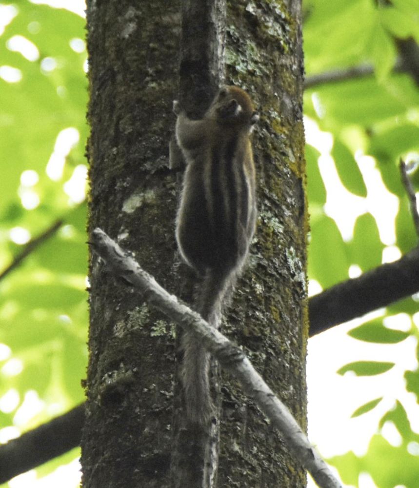 Minshan Striped Squirrel