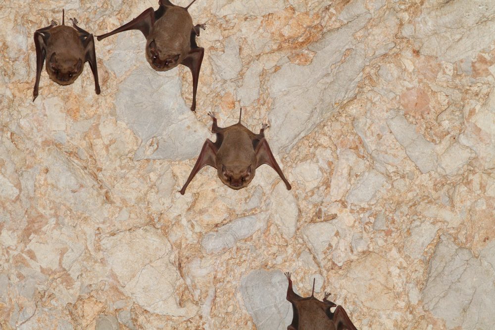 Black-bearded Tomb Bat