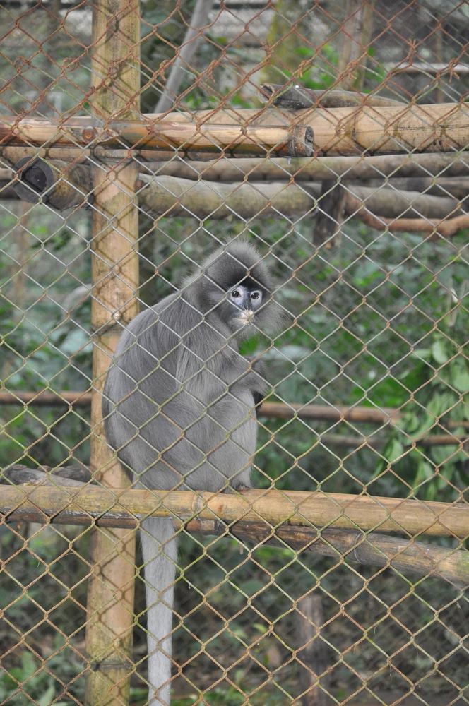 Indochinese Gray Langur