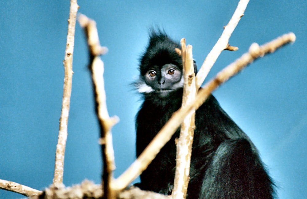 François's Langur