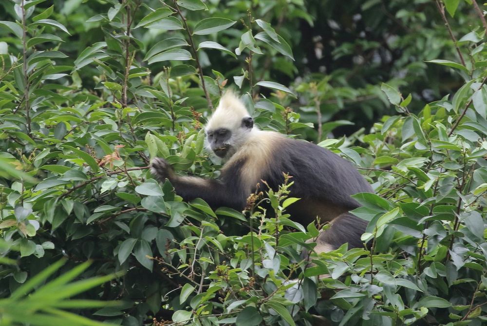 White-headed Langur