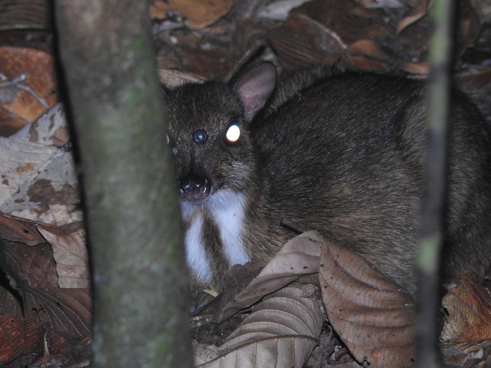 Lesser Mouse-deer