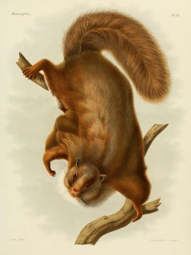 Complex-toothed Flying Squirrel