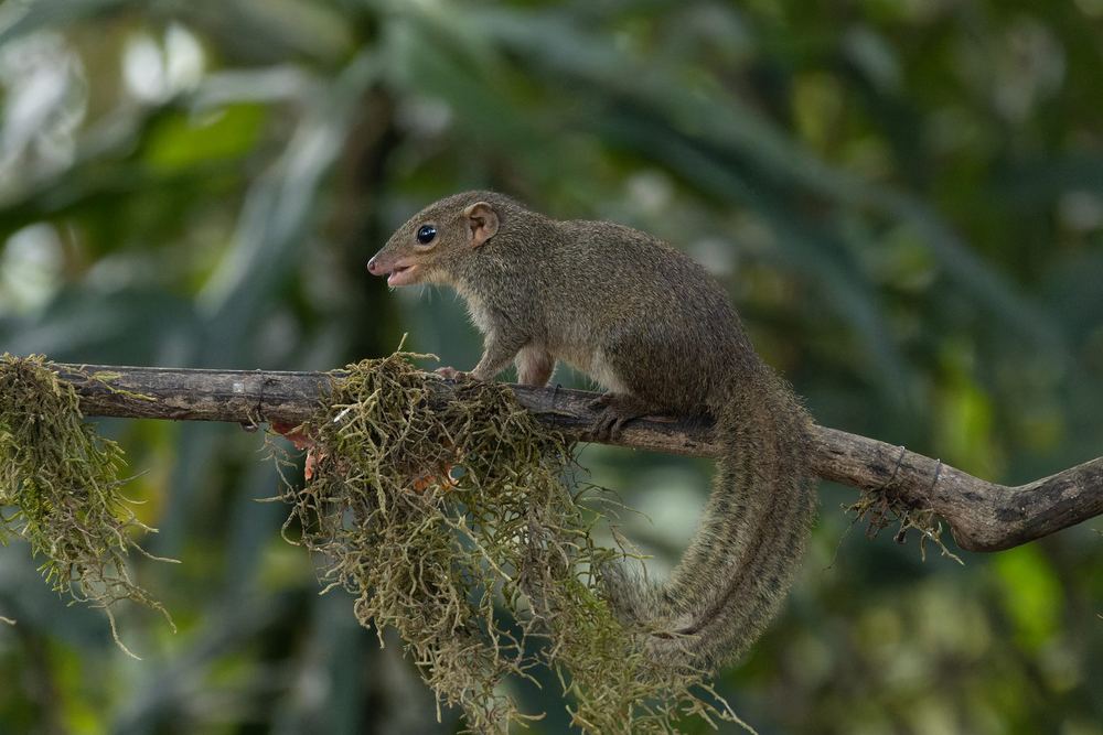Common Treeshrew