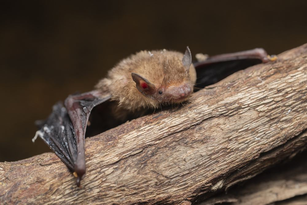 Lesser Bamboo Bat