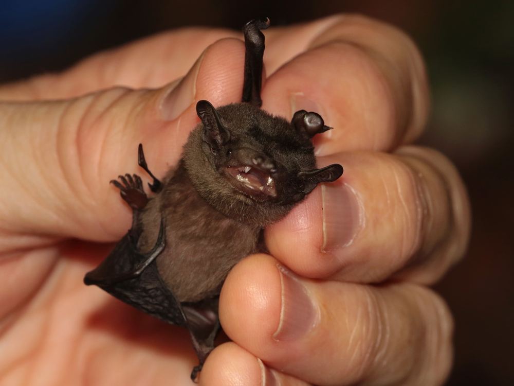 Greater Bamboo Bat