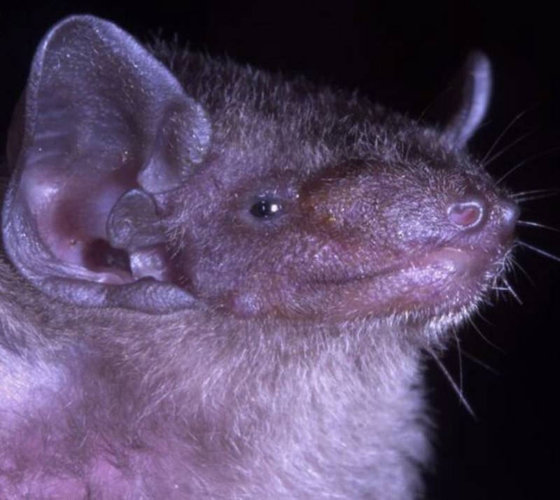 Tonkin Greater Bamboo Bat