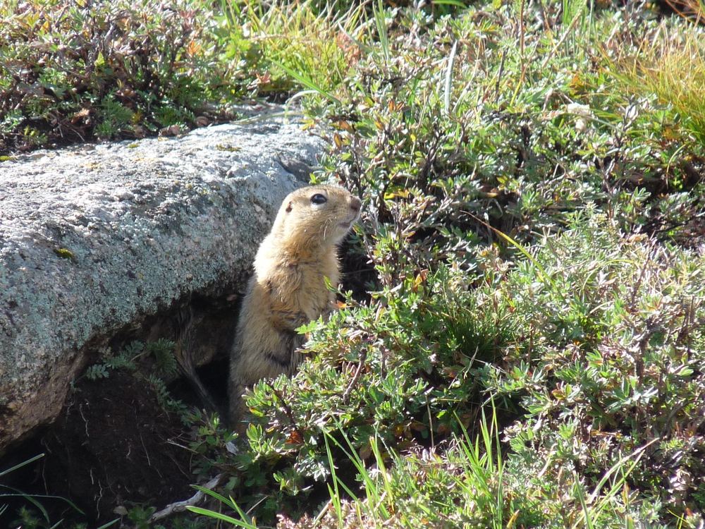 Long-tailed Ground Squirrel