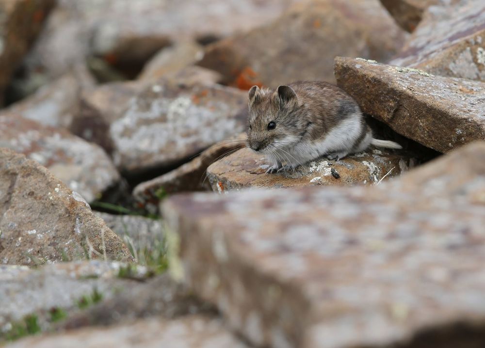 Satunin's Tibetan Hamster