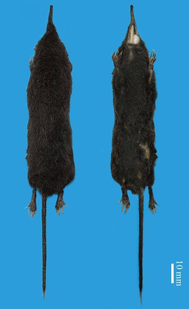 Dabie Mountains Shrew Mole