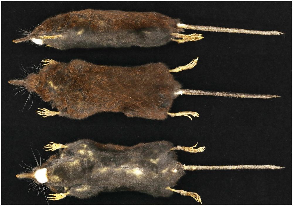 Funiushan Shrew Mole