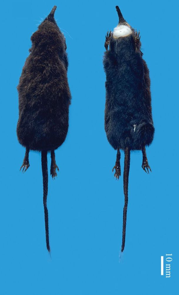 Gracile Shrew Mole