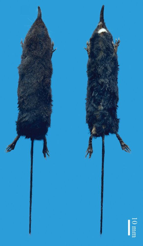 Huangang Shrew Mole