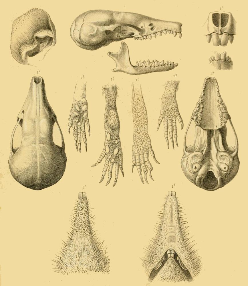 Chinese Shrew Mole