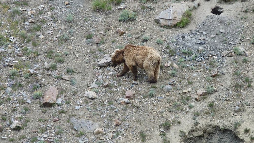 Himalayan Brown Bear