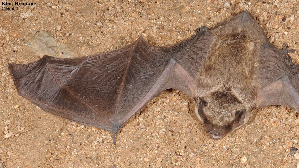 Asian Particolored Bat