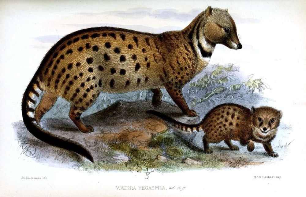 Large-spotted Civet