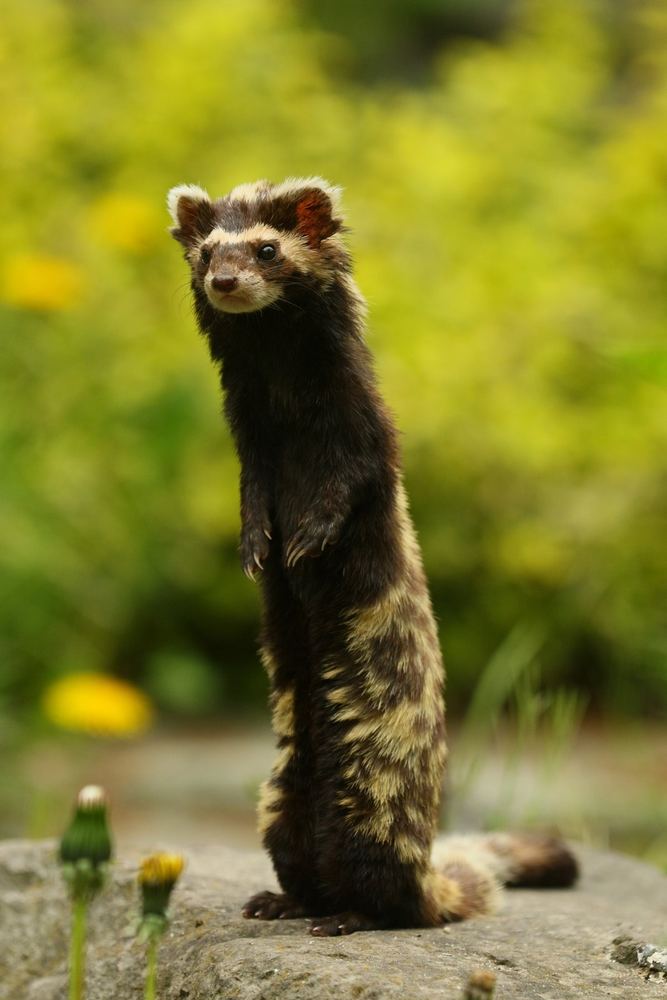 Marbled Polecat