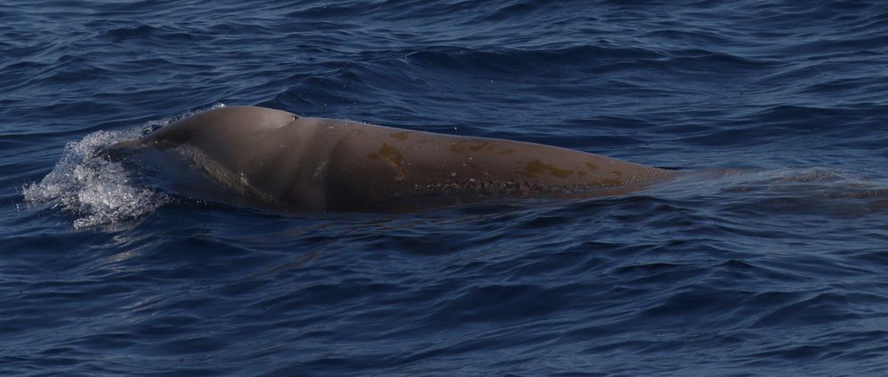 Cuvier’s Beaked Whale
