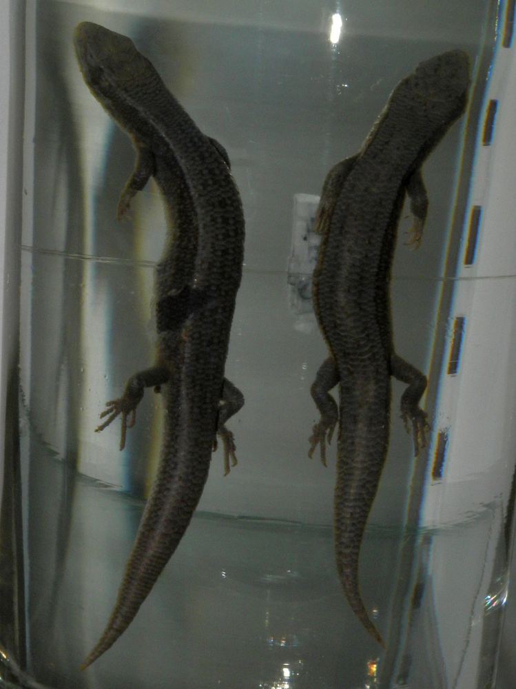 Ablepharus alaicus