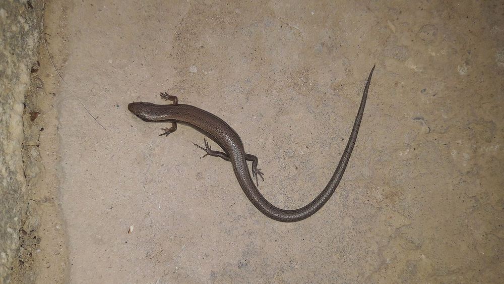 Ablepharus deserti