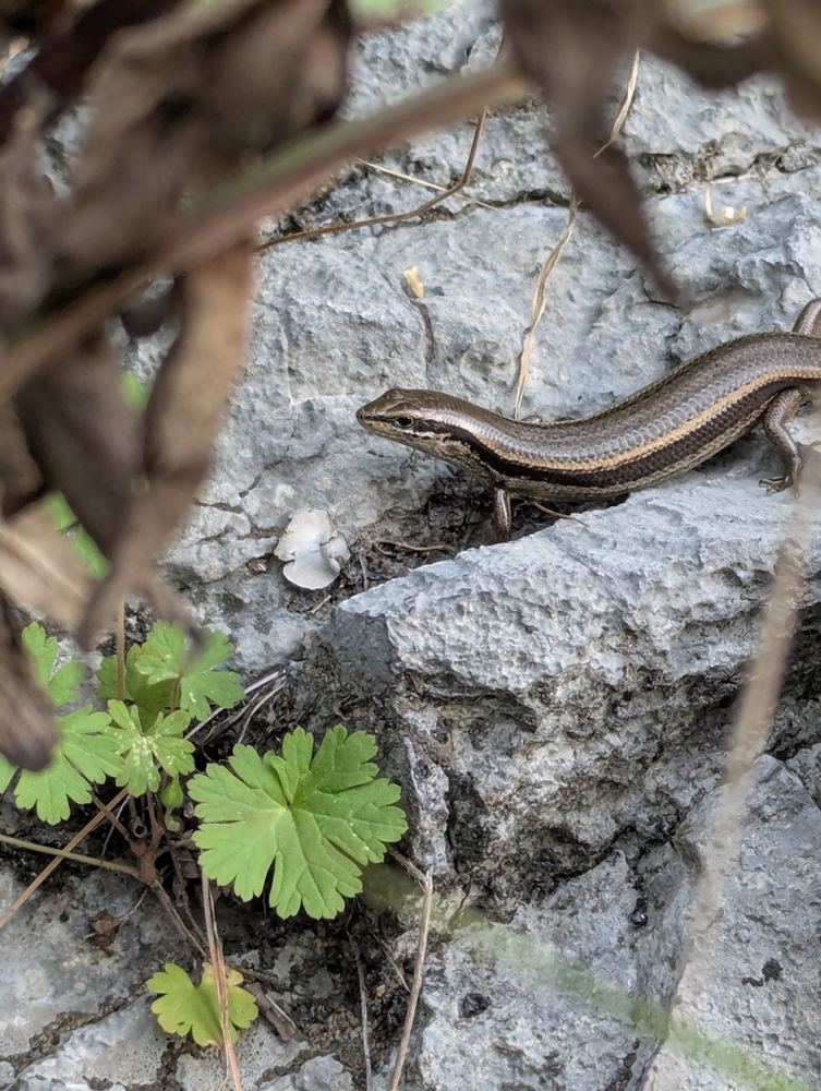 Himalaya Ground Skink