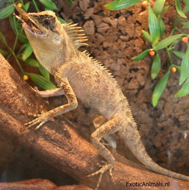 Armored Mountain Dragon