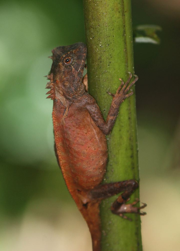 Acanthosaura rubrilabris