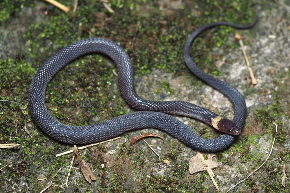 Achalinus jianghuaensis