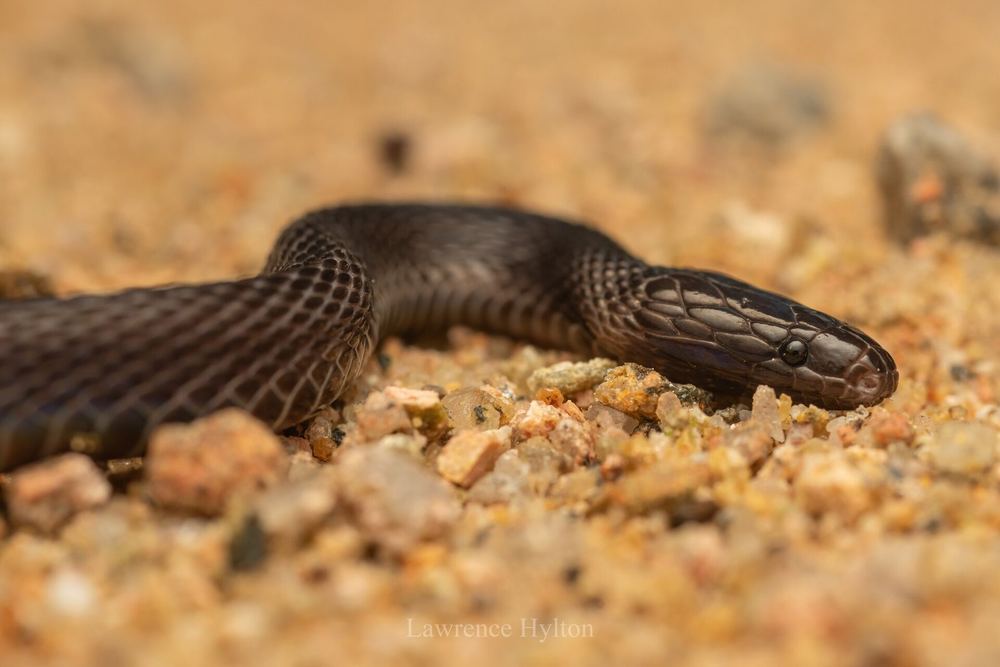 Achalinus jinggangensis