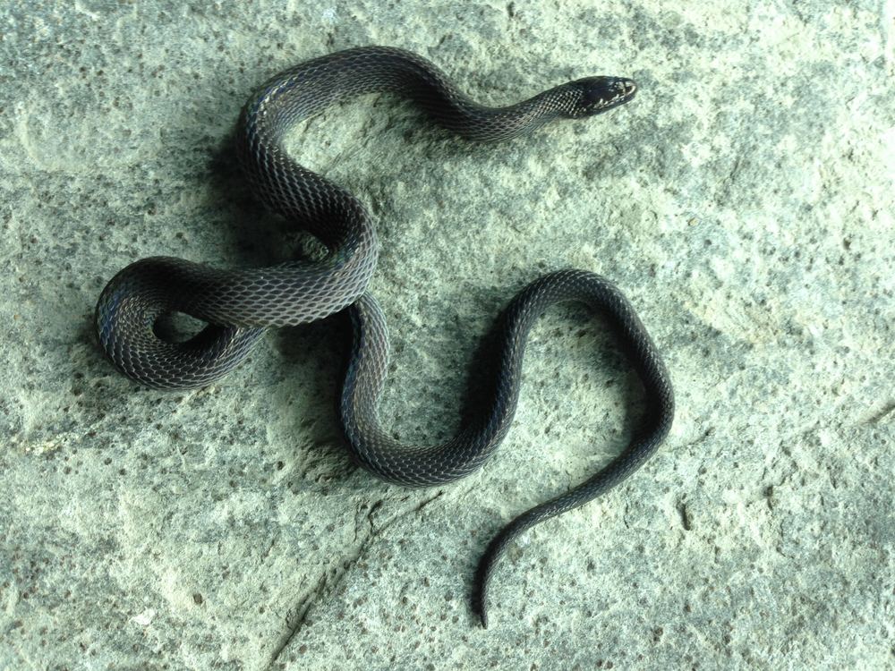 Achalinus meiguensis