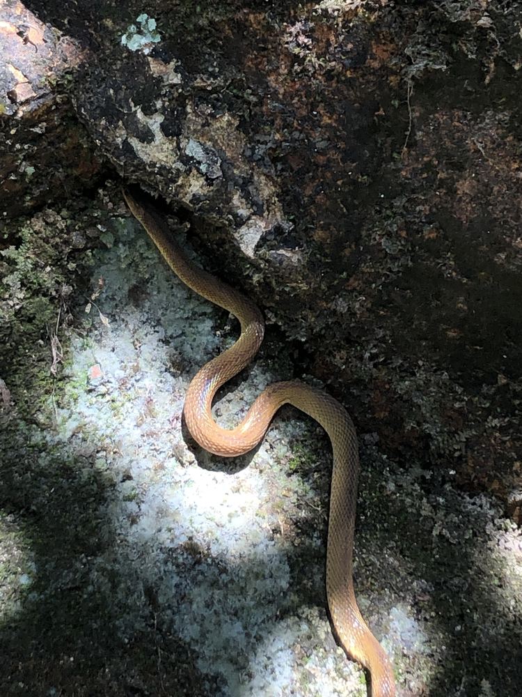 Rufous Burrowing Snake