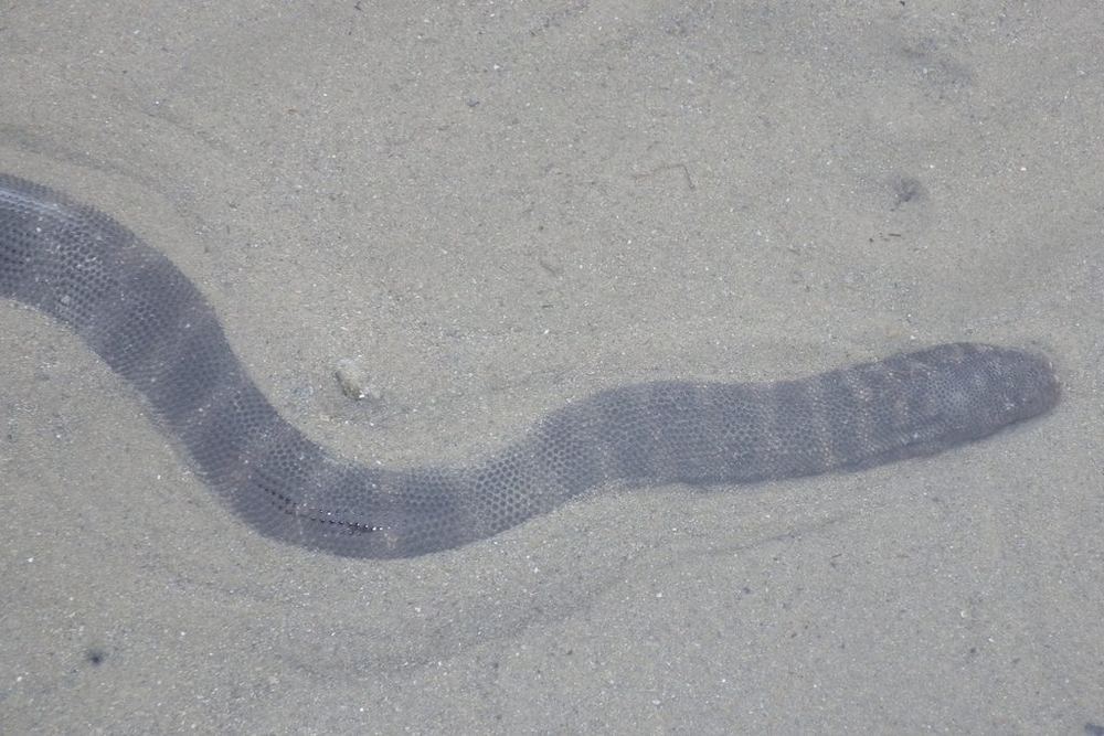 Little File Snake